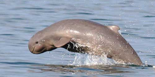 7. The Irrawaddy dolphin is a species of oceanic dolphin found near sea coasts and in estuaries and rivers in parts of the Bay of Bengal and Southeast Asia.Genetically, the Irrawaddy dolphin is closely related to the killer whale.