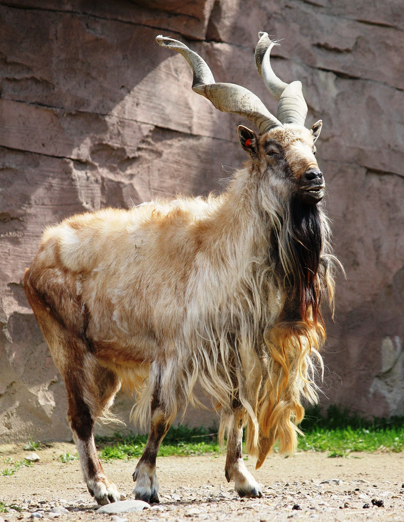 8. The markhor is a large species of wild goat that is found in northeastern Afghanistan and Pakistan.The species is classed by the IUCN as Endangered, as there are fewer than 2,500 mature individuals.The markhor is the national animal of Pakistan.While chewing the cud, a foam-like substance comes out of its mouth which drops on the ground and dries. This foam-like substance is sought after by the local people, who believe it is useful in extracting snake poison from snake bitten wounds.9