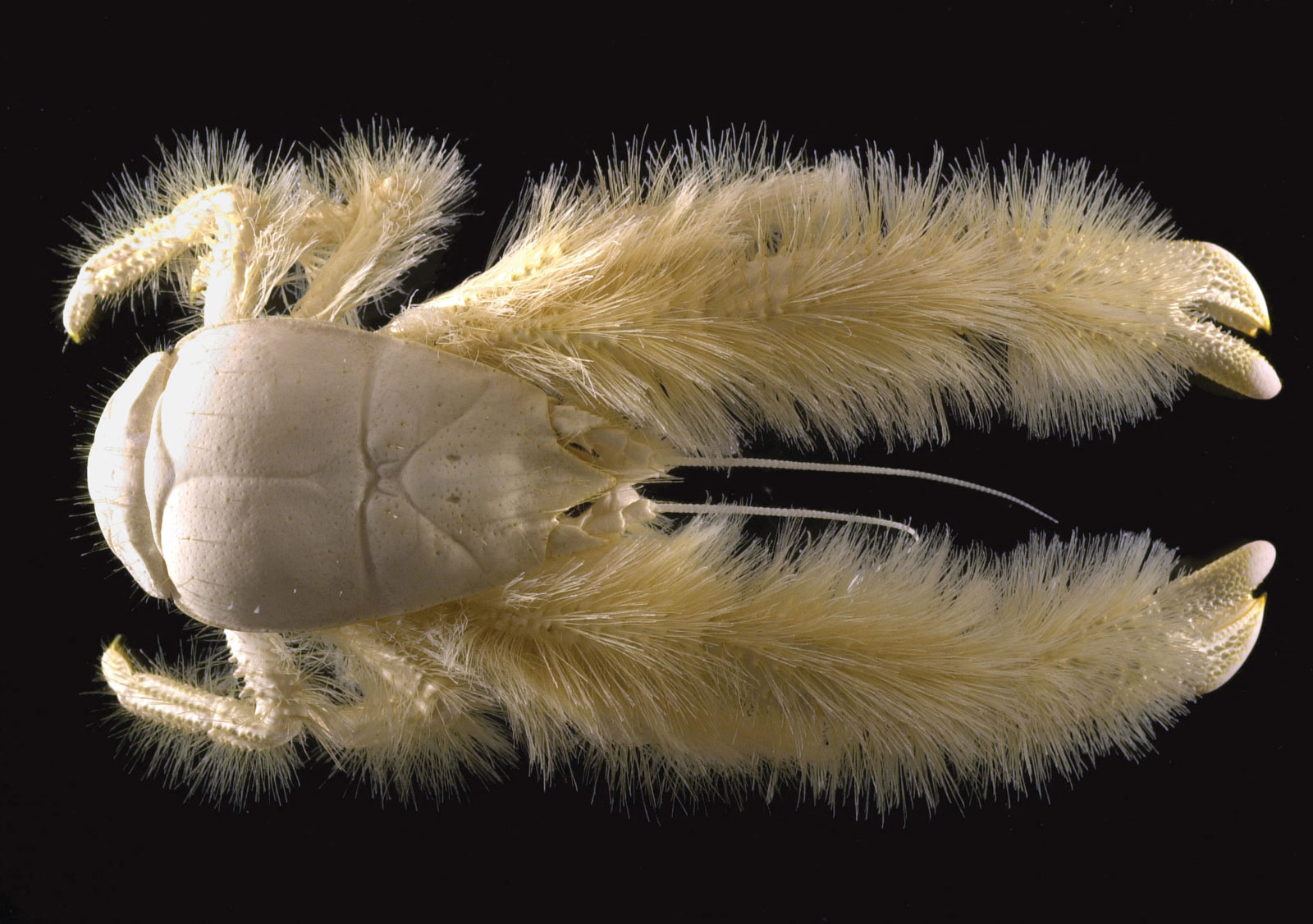9. Also known as the Kiwaidae, this crab is a type of marine decapod living at deep-sea hydrothermal vents and cold seeps.The animals are commonly referred to as "yeti crabs" because of their claws and legs, which are white and appear to be furry like the mythical yeti