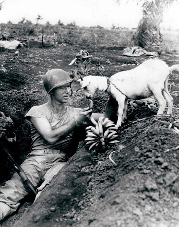 16.) A soldier shares his banana with a goat during the battle of Saipan ca 1944.