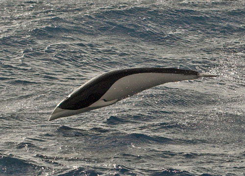 12. The southern right whale dolphin is a small and slender species of mammal found in cool waters of the southern hemisphere.They are fast active swimmers and have no visible teeth and no dorsal fin. They are very graceful and often move by leaping out of the water continuously