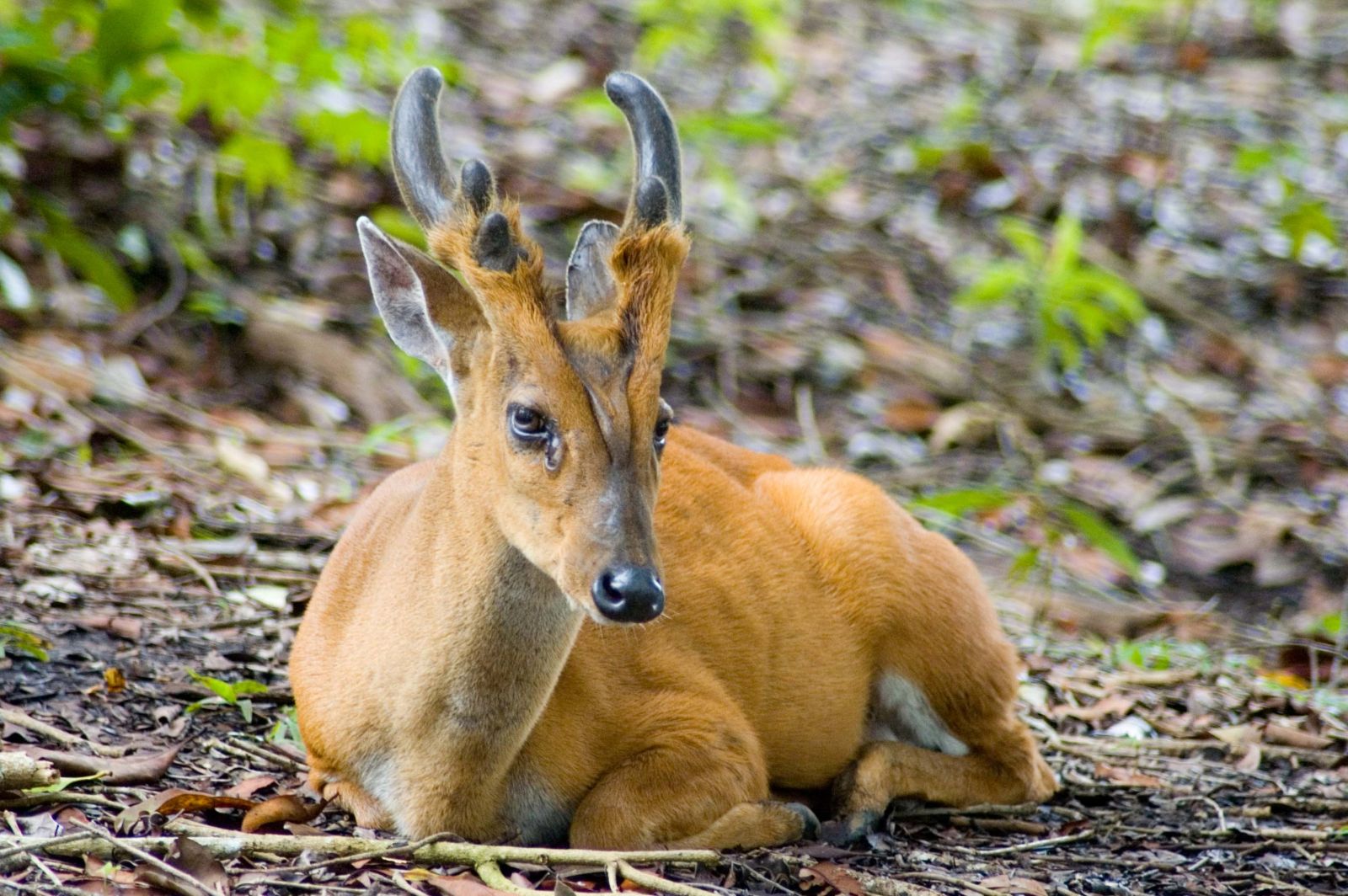 13. Southern Red Muntjac. Found in south Asia, it has soft, short, brownish or greyish hair and is omnivorous, feeding on grass, fruits, shoots, seeds, birds' eggs as well as small animals. It sometimes even displays scavenging behavior, feeding on carrion. It gives calls similar to barking, usually upon sensing a predator.Males are extremely territorial and&mdash;despite their diminutive size&mdash;can be quite fierce. They will fight each other for territory using their antlers or their tusk-like upper canine teeth, and can even defend themselves against certain predators such as dogs.