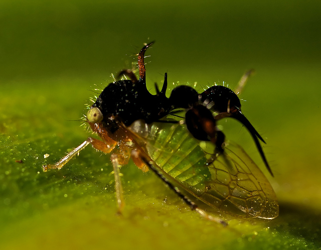 14. It is a species of treehopper called Cyphonia Clavata that literally has an ant growing out of its head.Well not literally, the ant-like thing on its head is an appendage that hides the treehopper&rsquo;s actual body from predators.