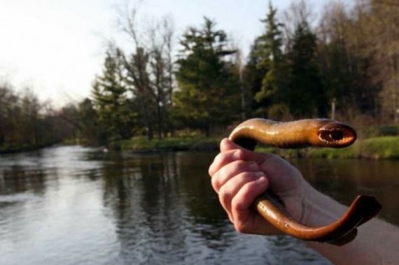 17. Lampreys are a type of jawless fish that live mostly in coastal and fresh waters whose adults are characterized by a toothed, funnel-like sucking mouth.They attach themselves to fish and suck their blood.Lampreys have been around for nearly 300 millions years and their body structure has remained relatively unchanged. 