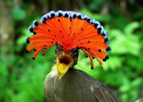 20. The Amazonian Royal Flycatcher is found in forests and woodlands throughout most of the Amazon basin.They are about 6 1/2 inches in length and like to dart out from branches to catch flying insects or pluck them from leaves.They build very large nests (sometimes up to 6 feet long) on a branches near water. The nest hangs over the water which makes it hard for predators to reach. 