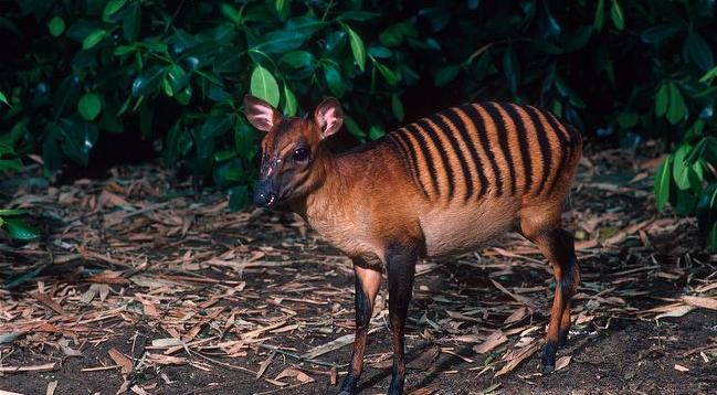 21. The zebra duiker is a small antelope found in Ivory Coast and other parts of Africa.They have gold or red-brown coats with distinctive zebra-like stripes (hence the name)Their prong-like horns are about 4.5 cm long in males, and half that in females.They live in lowland rainforests and mostly eat leaves and fruit.