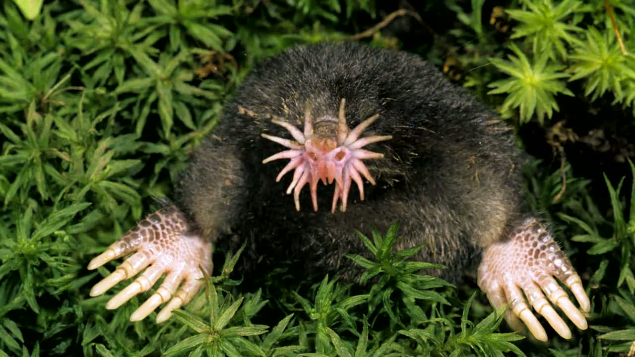 22. The star-nosed mole is a small mole found in wet low areas of eastern Canada and the northeastern United States. It is easily identified by the 11 pairs of pink fleshy appendages ringing its snout, which is used as a touch organ with more than 25,000 minute sensory receptors, known as Eimer's organs, with which this hamster-sized mole feels its way around.