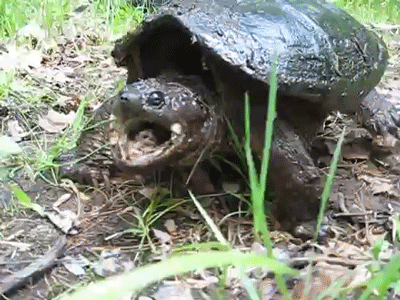 While these turtles tend to move slowly...their strike definitely isn't sluggish.