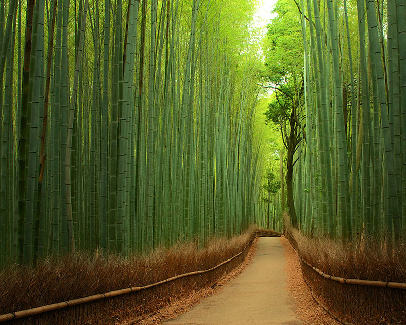 Bamboo Forest - China