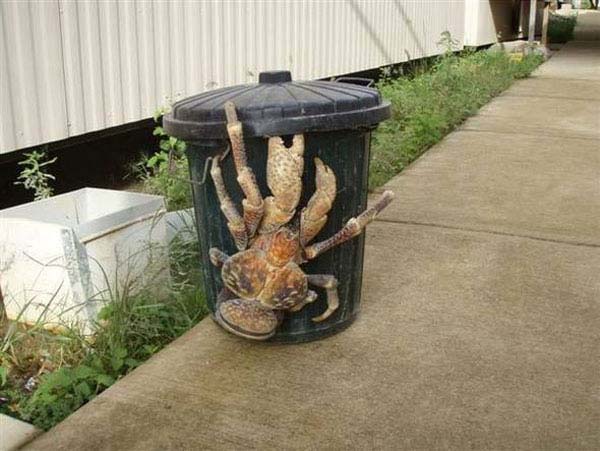 14.) Coconut crabs: These aren’t as delicious as they sound. They are actually giant crabs with claws powerful enough to crack coconuts. It is found on islands across the Indian Ocean and parts of the Pacific Ocean.