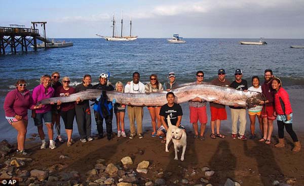 2.) Giant oarfish: These rarely seen fish have washed up on shore, freaking out beachgoers.
