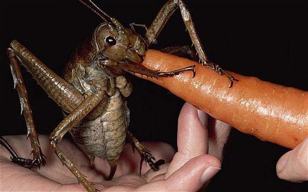 19.) Giant weta cricket: Jiminy Cricket here is only found on a small island near New Zealand (the lesser Monster Island, next to Australia). It’s large enough to devour a carrot. And probably your hand.