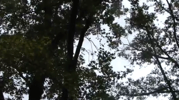 It's not only dogs and earthquakes, though.