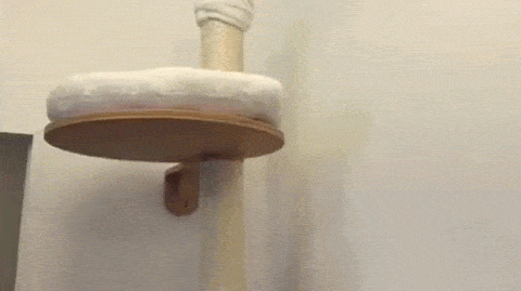 Spend lots of dough on a cat paradise or...