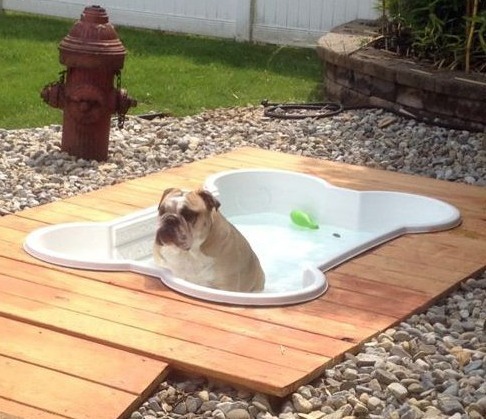 11. Don't forget about Sparky! He needs to stay cool, too.