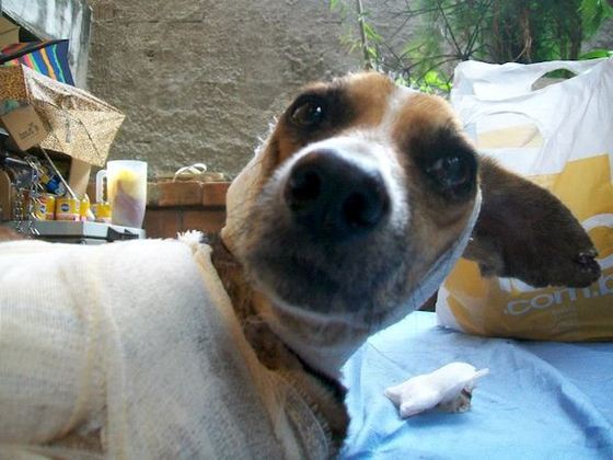 Then, even Francisco began to perk up, knowing when it was dinner time.