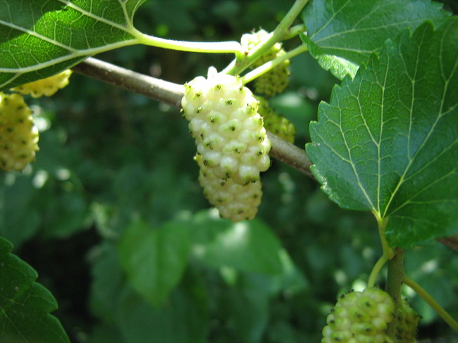 7. Mulberries - Eating unripe mulberries can make you hallucinate. You&rsquo;ll want to avoid doing that if intense vomiting is something that you&rsquo;d consider part of a bad trip.