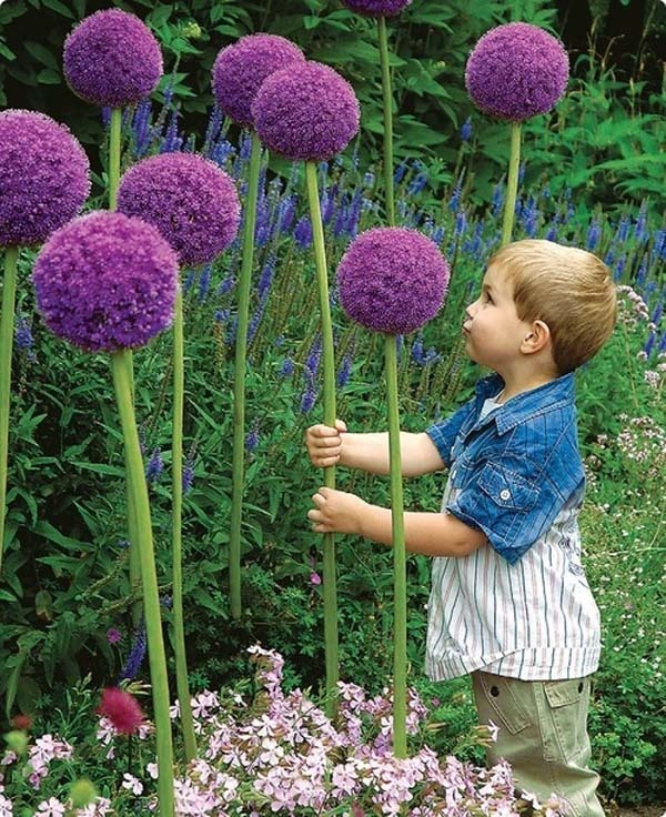 2.) Plant giant allium flowers to make your back yard look like something out of Dr. Seuss.