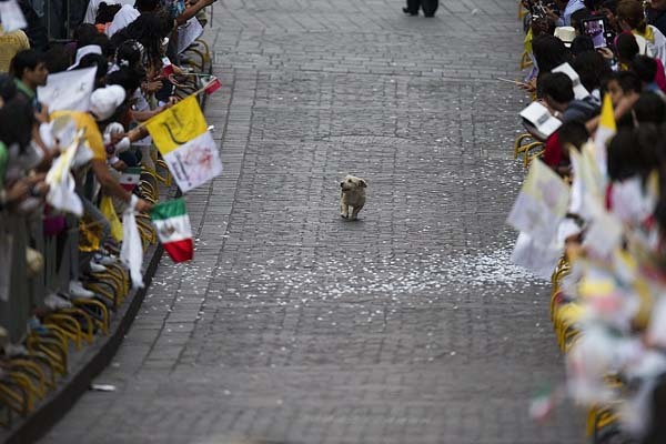 1.) This dog, who thinks this parade is all for him.