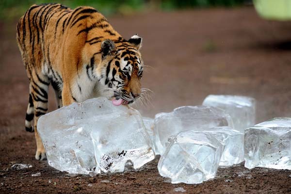 2.) This tiger cooling down with some jumbo ice cubes.