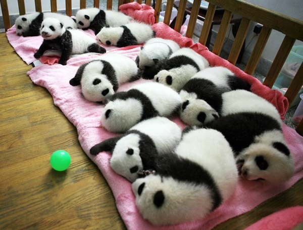 4.) These sleeping panda cubs.