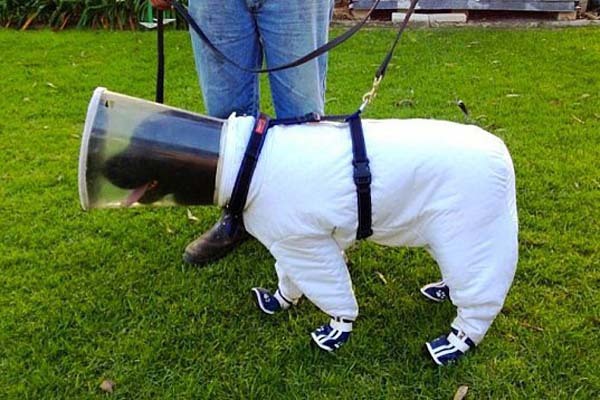 6.) This dog in a bee keeper's suit.