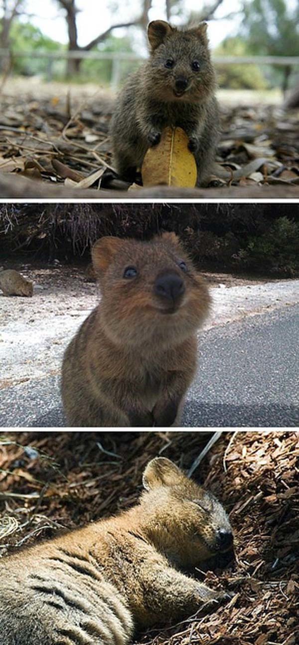 25.) This quokka, the happiest animal on the planet.