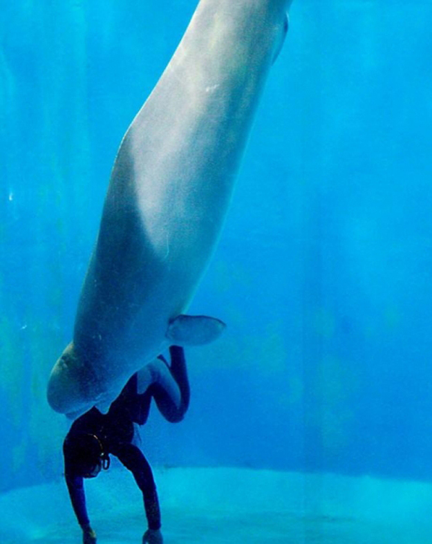 1. Yang Yun was free diving when she discovered, at the bottom of an arctic pool, that her legs cramped up and she couldn't move.