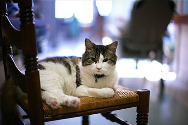 2. This is Oscar, a cat that lived in a nursing home. He could sense when someone was going to die, and he would sit quietly on their bed during their final moments.