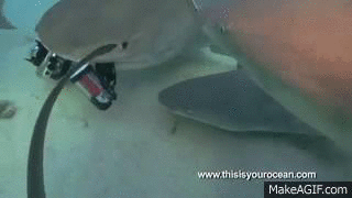 14.) Cameras can be turned into tasty snacks.