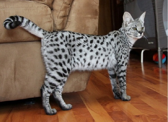 Savannah cats are a hybrid between domesticated house cats and an African cat called a 'serval'. Cool ears, dude!