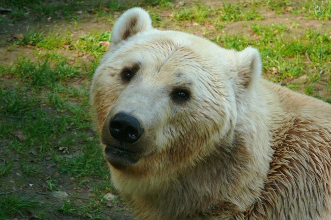 Grolar bears are spawned from the union of a grizzly bear and a polar bear. Apparently due to global warming, grizzlies are more likely to enter polar bear territory and are therefore more likely to get-it-on with them.