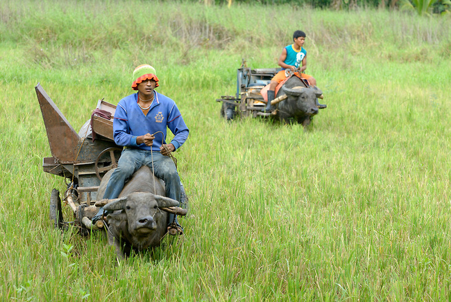 Water Buffalo - Thailand, Philippines, Vietnam