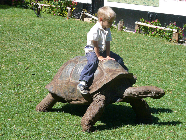 Giant Tortoise - Kenya