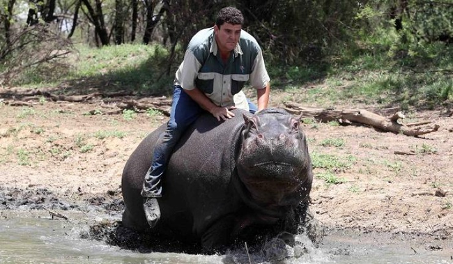 Hippopotamus - South Africa, but nowhere safely