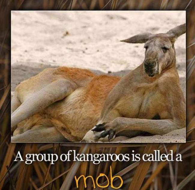 Today I learned that kangaroos are mobsters.