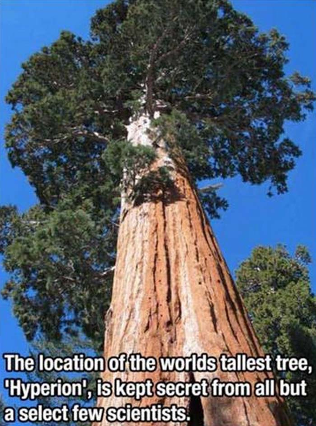 That's a great name for a tree.