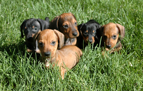 Miniature dachshunds were bred to hunt rabbits.