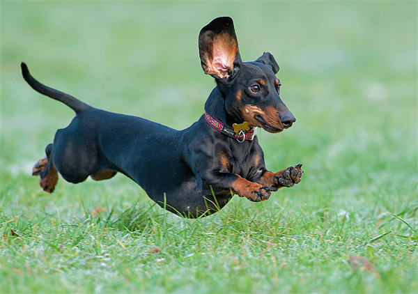 They can fly. Okay, I made that one up but wouldn't that be awesome?