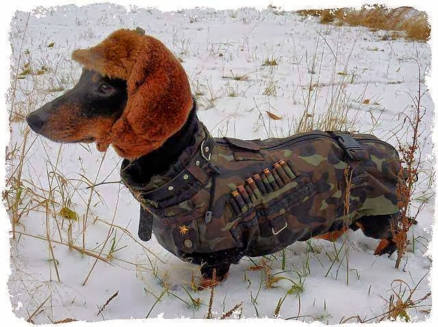 Spinal issues affect about 1 out of every 4 dachshunds.