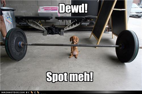 Dachshunds belong to the hound family of dogs.