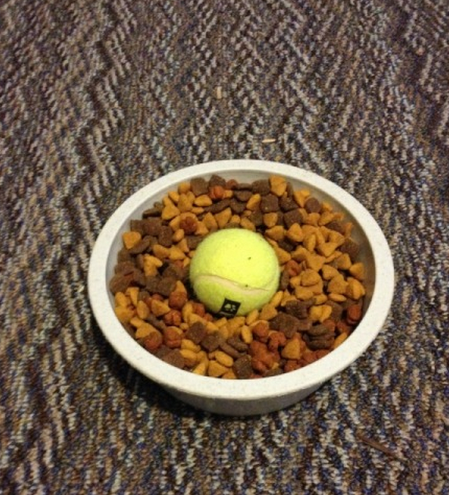 If your dog eats too fast, put a tennis ball in the middle of their dish. It will be enough in the way to get your dog to slow down, but not so much that they won't be able to reach their food.
