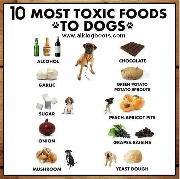 Know which foods dogs should not eat under any circumstance.