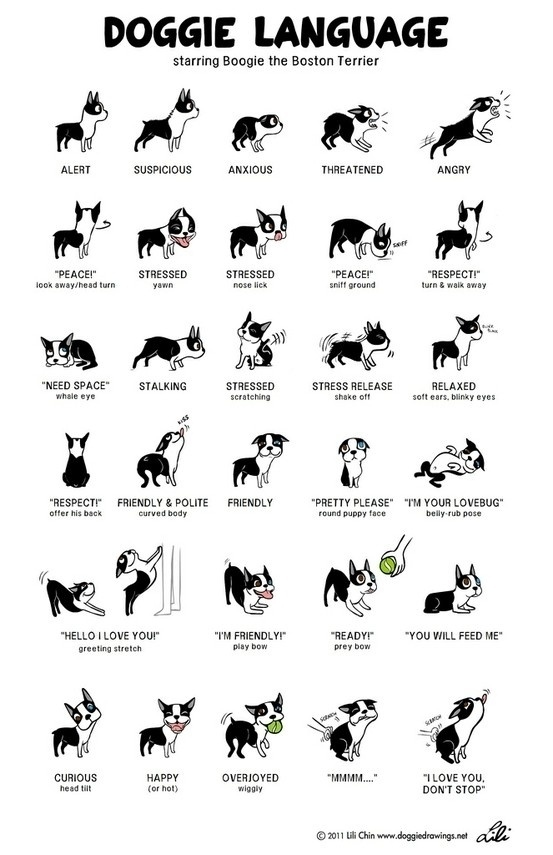 Know what your dog is saying with their body language.