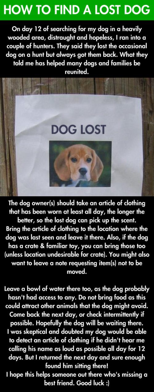 If you lose your dog:
