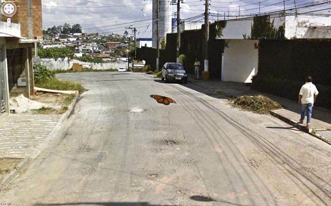 Butterfly landing on the Google Street Car camera.