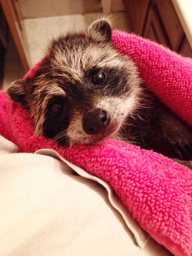 Raccoons can also be very tender at times.