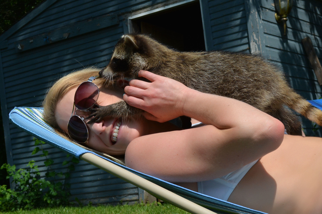 This raccoon is real smooth with the ladies.