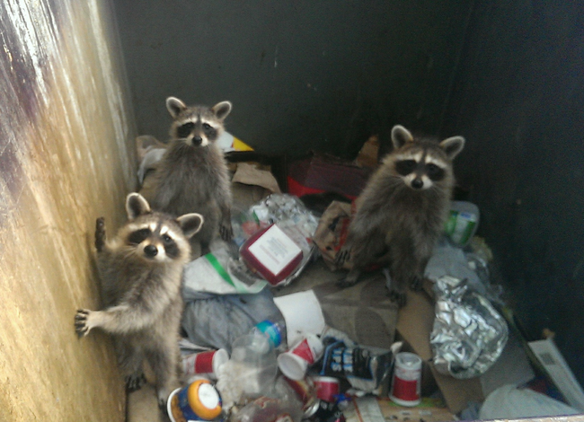 These guys were either going through your trash or planning your surprise party.