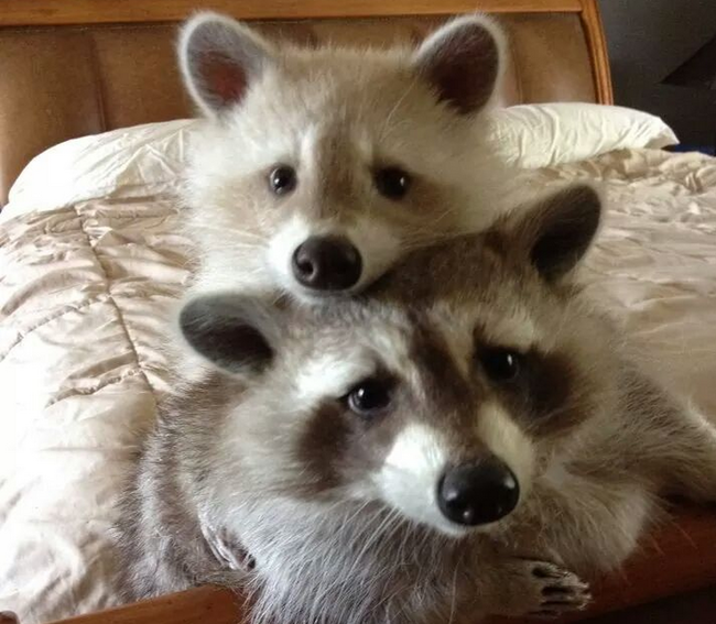 These raccoons are saying their prayers before bed.